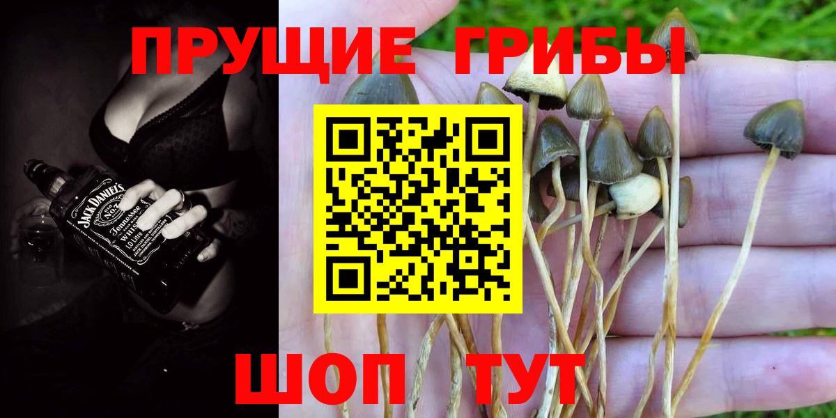 Псилоцибиновые грибы Cubensis  Вход с VPN  Галлюциногенные грибы Cubensis  Шебекино 